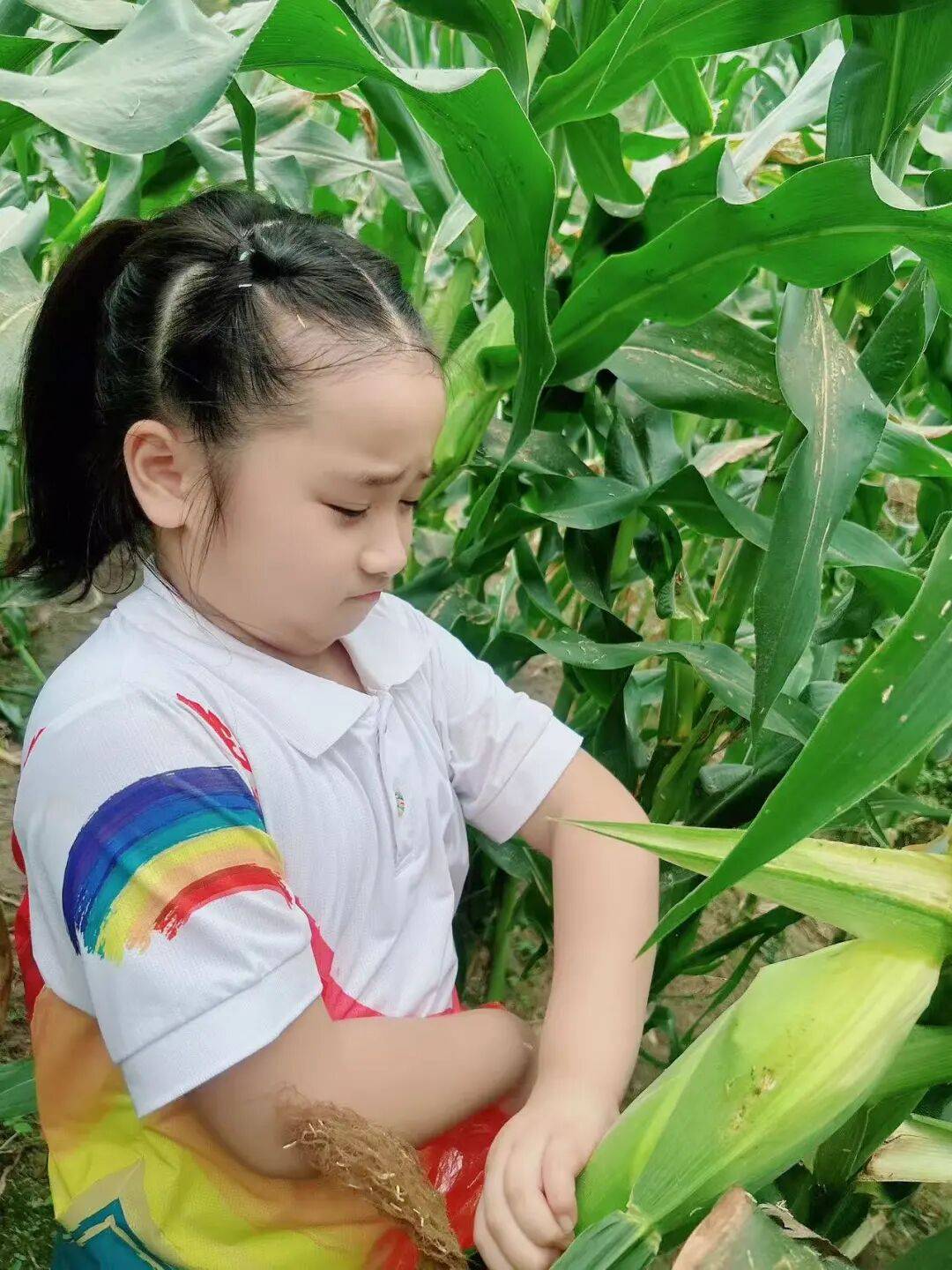 实践——三明市实验小学一年级（5）班社会活动不朽情缘平台登录入口社会实践｜不负秋光趣享(图3)